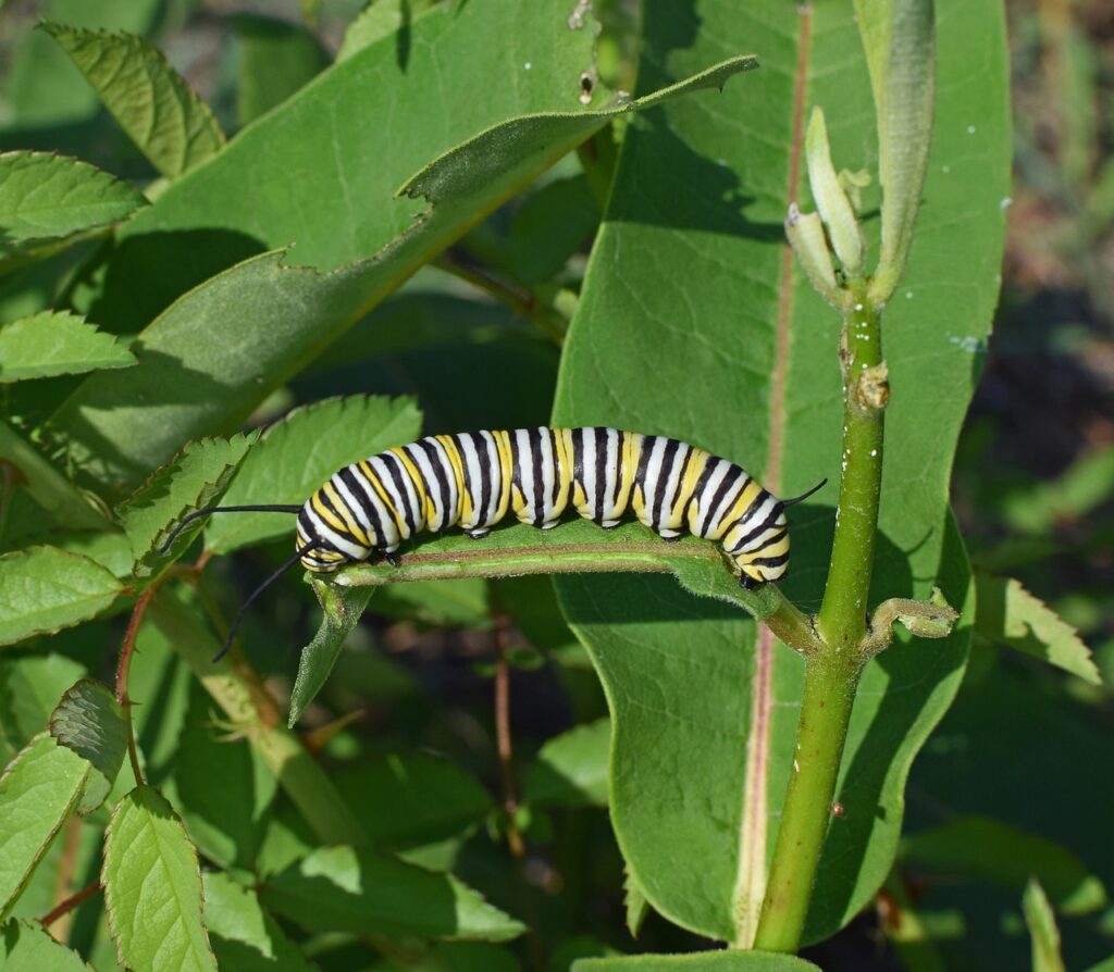 monarch butterfly caterpillar, larva, worm-2787009.jpg